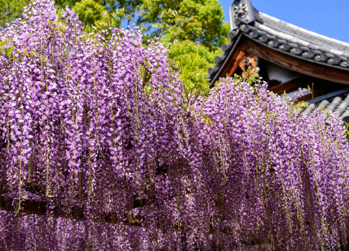 浄光寺